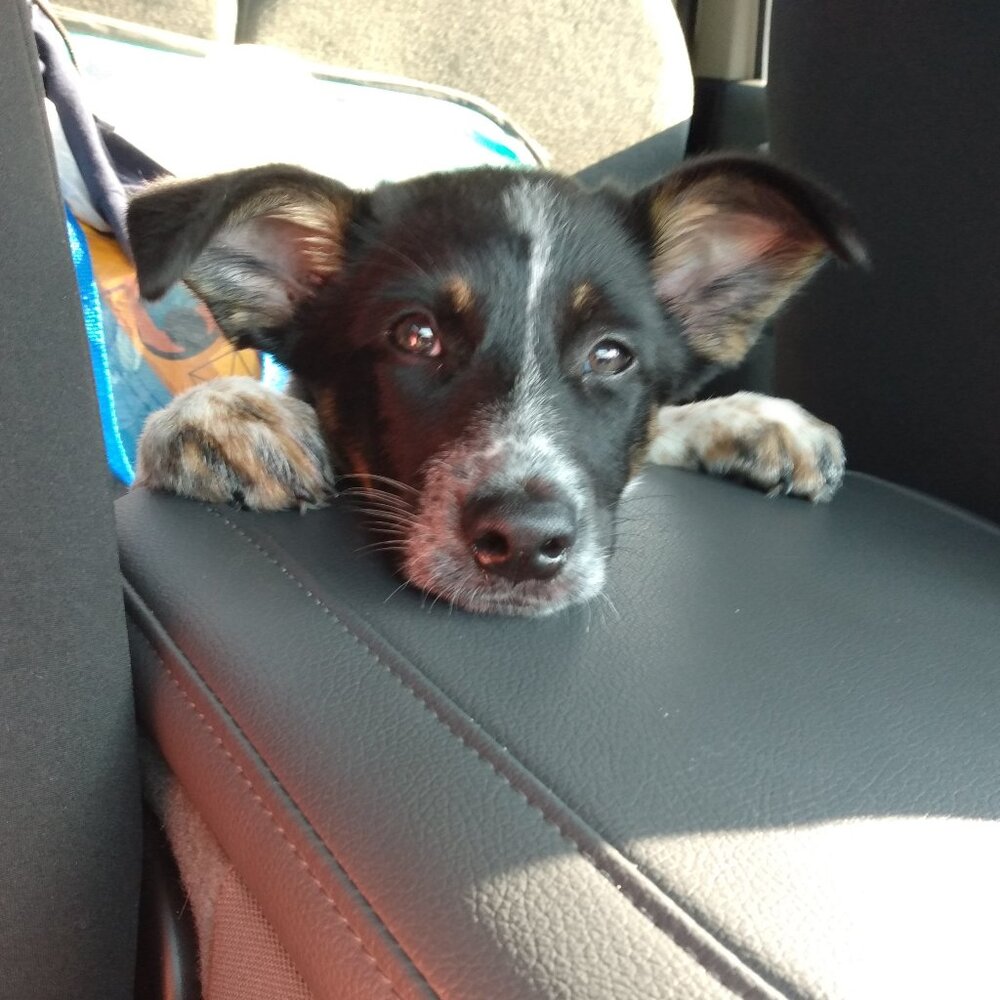 Meet your Posher, Teresa